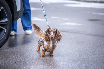 brown merle longhaired miniature dachshund dog street portrait