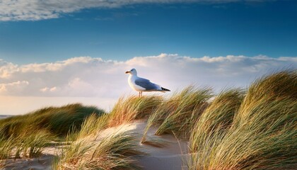 beach dunes sea gull at the north sea