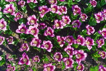 Vibrant Pink Tulip Field Under Bright Sunlight in Spring Time