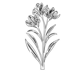 Elegant botanical illustration showcasing delicate floral blooms on slender stems