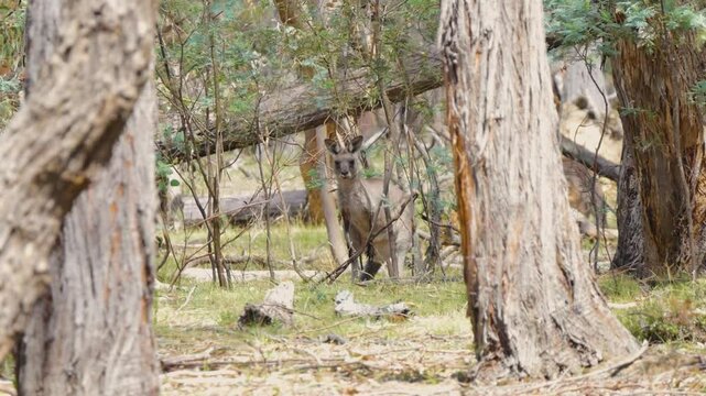 Kangaroos amongst the trees