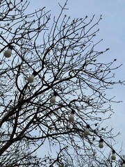Bare branches stretch across a cloudy sky, with a row of evenly spaced string lights hanging diagonally, creating a moody outdoor scene hinting at early spring or late winter.