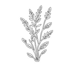 Delicate botanical illustration of leafy plant for minimalist design concepts