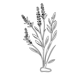 Elegant minimalistic line drawing of lavender bouquet, serene herbal bloom