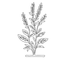 Elegant botanical illustration displaying sprigs of a flowering lavender plant