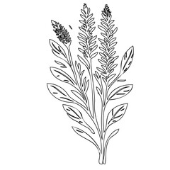 Elegant hand-drawn botanical illustration featuring graceful floral elements