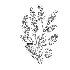 Delicate Botanical Illustration of a Blooming Plant with Intricate Leaf Detail