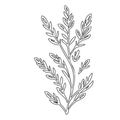 Elegant botanical line art illustration of a plant with delicate leaves