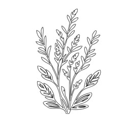Elegant botanical illustration featuring delicate leaves and stems in minimalist style