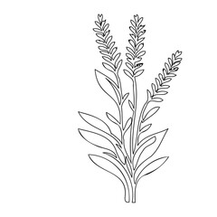Elegant Line Art Depiction of Lavender Plant Against a Clean White Backdrop