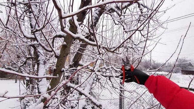 Spring pruning of apple trees with pruning shears in the garden