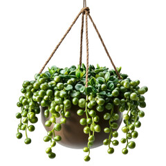 Lush Green Hanging Succulent Plant in a Modern Pot for Home Decor on transparent background