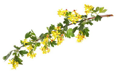 Branch of currant bush with flowers isolated on white