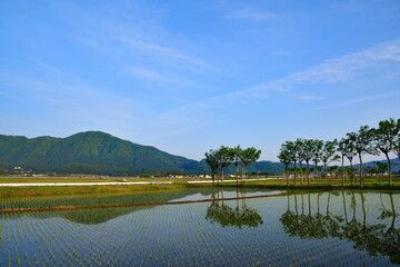 夏井のはさ木（新潟県）