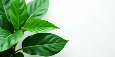 Fototapeta premium Textured Aglaonema Crete leaves, vibrant green White backdrop, copy space , exotic, wallpaper, foliage