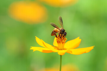 A bee is buzzing around a yellow cosmos flower in the garden.