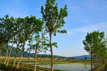 夏井のはさ木（新潟県）