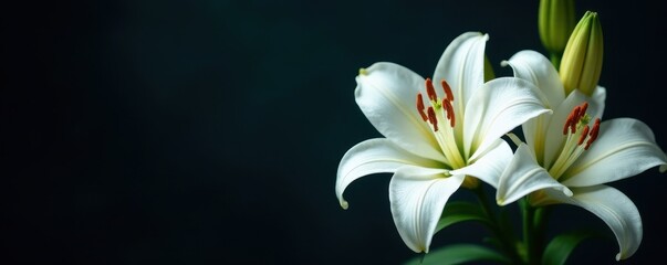 Naklejka premium Delicate white lilies, vibrant stamens, dark background , summer, closeup