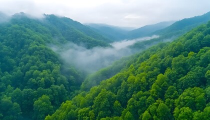 Obraz premium Misty mountain valley with lush green trees