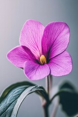 Fototapeta premium Captivating close up of a vibrant purple flower with delicate petals and a bright yellow center on a soft gray background