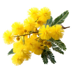 Mimosa yellow flowers, Acacia dealbata, isolated on white --v 7.0