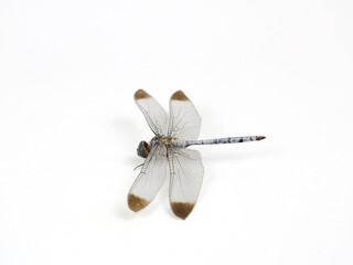 Dead dragonfly isolated - on white background