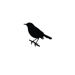 European robin silhouette on white background