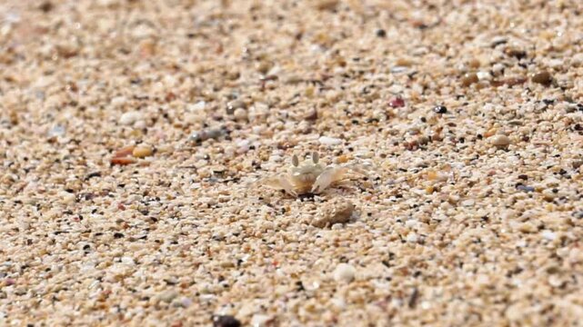 Ocypode kuhlii (Kuhl's ghost crab, Geleteng pasir) at the beach. Ocypode kuhlii is a species of crab from the Ocypode genus. It is a mid to large-sized species of Ocypodidae.