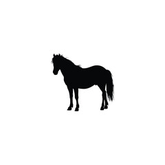 Pony silhouette on white background