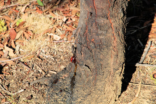 Close-up of gum exude from Acacia tree injury, South Australia