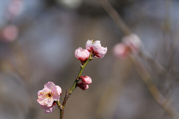 梅の花