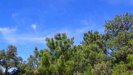pine tree branch, mediterranean pine, Austrian pine in North Africa. Pine with green needles, Closeup of green needle pine tree. Small pine cones at the end of branches. pine needles. Pinus nigra.