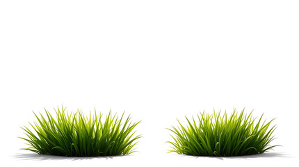 Green grass isolated on white background