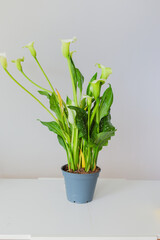 Female florist working with plants and flowers