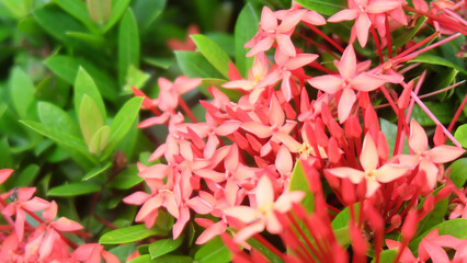 Red flowers in the garden. Pink flowers in the garden. Jungle flame. Scarlet jungle flame. Flame of the woods. Beautiful flowers in the garden