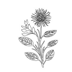 Elegant botanical illustration of a sunflower with detailed leaf ornamentation