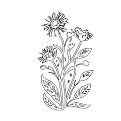 Delicate floral drawing, artistic outline illustration of botanical bouquet