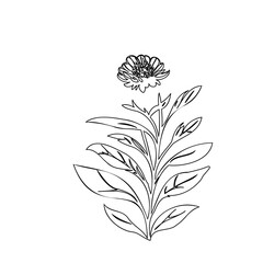 Minimalist floral drawing showcasing delicate blooms and structured foliage in monochrome