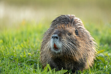 Myocastor coypus