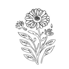 Delicate Floral Sketch: A Minimalist Illustration of a Blooming Flower Arrangement