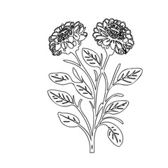 Elegant floral illustration featuring a botanical arrangement with intricate outlines