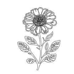 Detailed floral illustration showcasing a blooming sunflower contour drawing