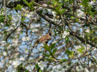 Sparrow Enjoying Springtime Among Blossoms