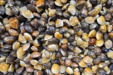 Close-up view of a large pile of fresh clams with shiny, colorful shells at a local seafood market.