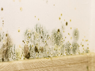 Mould and fungus growth on wall