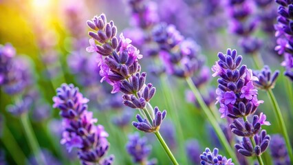 Obraz premium A beautiful close-up of an isolated lavender stem with green leaves and purple buds, capturing its intricate details and highlighting the colors of the season , summer blooms, herb garden