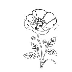 Delicate floral outline illustration showcasing artistic botanical elegance