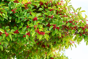 Ilex rotunda Tree with Red Berries and Glossy Green Leaves in Natural Light
