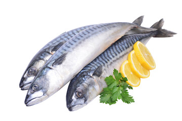 Fresh fish mackerel isolated