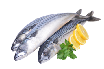 Fresh fish mackerel isolated